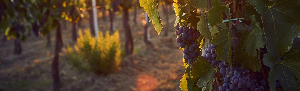 Meryvin : box 6-12 : Mai : Raretés italiennes : des vins de cépages oubliés